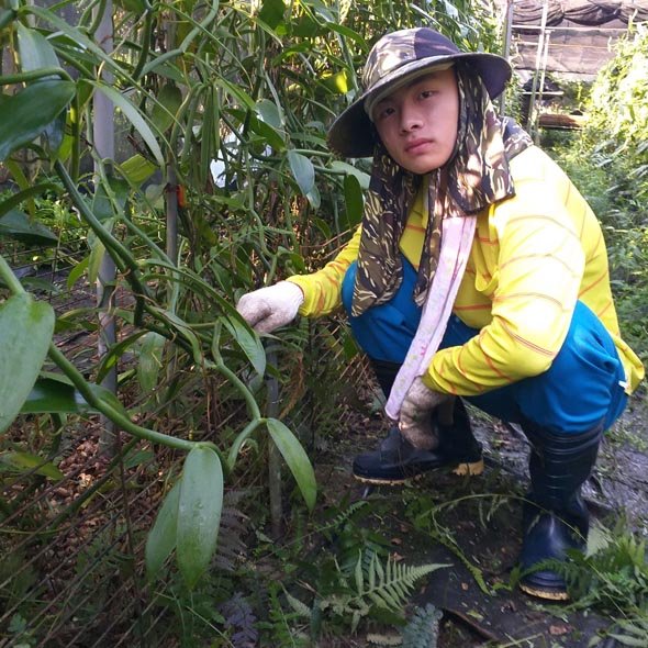 人工除草 香莢蘭採用人工除草