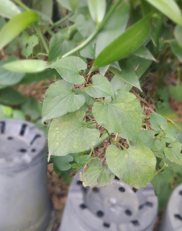 魚腥草 魚腥草