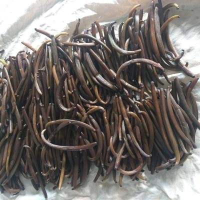 香莢蘭豆莢殺青