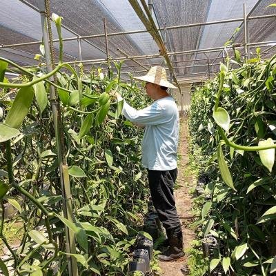 Vanilla Artificial Pollination 114406 940