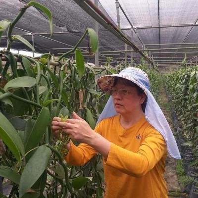 香莢蘭人工授粉