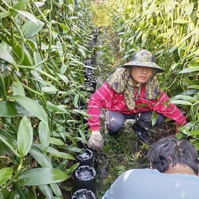 香莢蘭人工除草